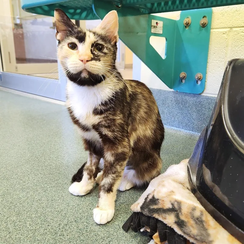An adult medium-sized female Calico Domestic Short Hair cat named Solana for adoption in Naples, FL
