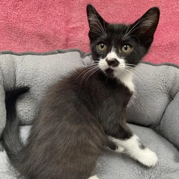 A baby small-sized male Black Domestic Short Hair cat named Whiskers for adoption in Long Beach, CA
