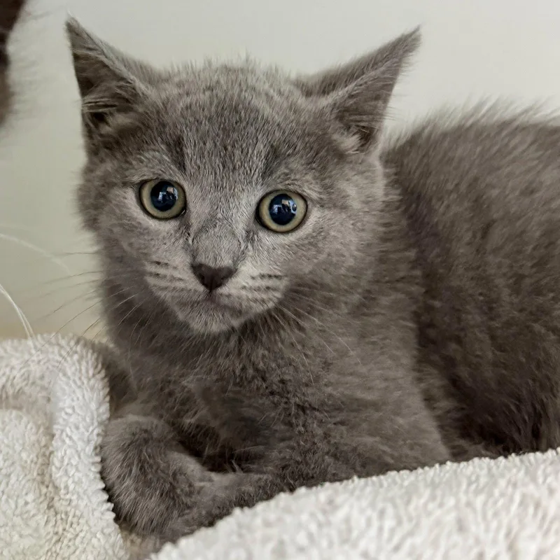 A baby small-sized female Gray / Blue / Silver Domestic Short Hair cat named Bazooka for adoption in Oakland, CA