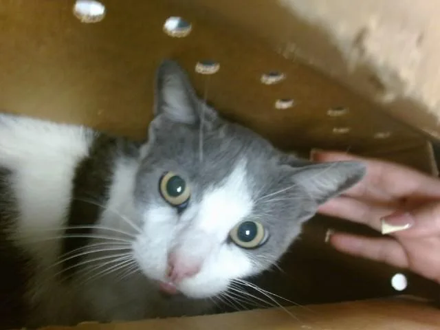 A young small-sized female Domestic Short Hair cat named A for adoption in Oklahoma City, OK