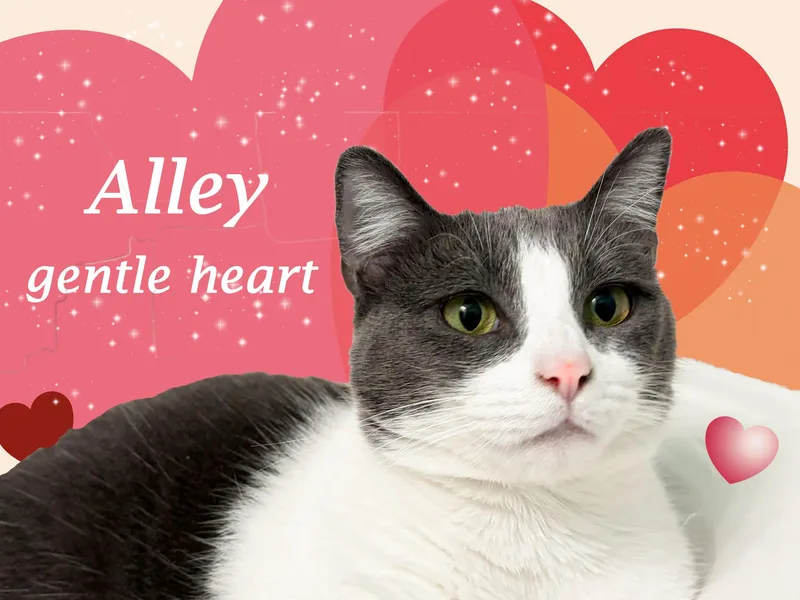 A young medium-sized female Domestic Short Hair cat named Alley for adoption in Monrovia, CA