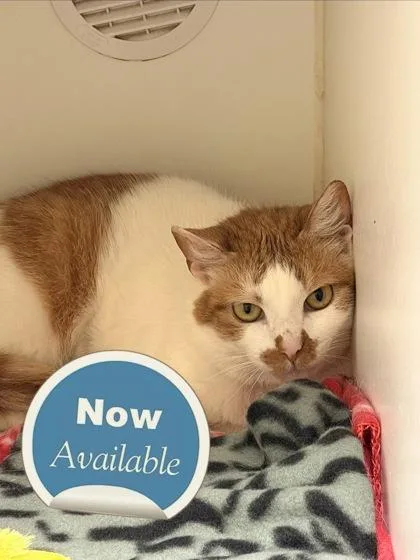 An adult medium-sized female Domestic Short Hair cat named Chicopee for adoption in Lowell, MA