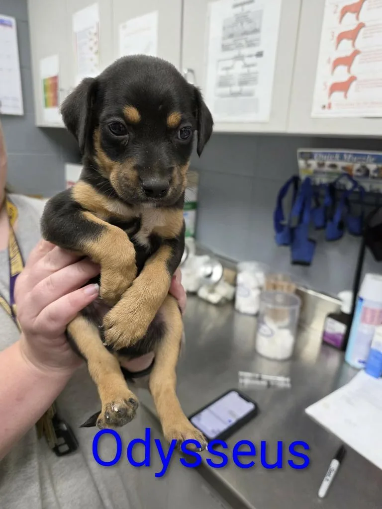 A baby small-sized male Hound dog named Odysseus for adoption in Livingston, LA