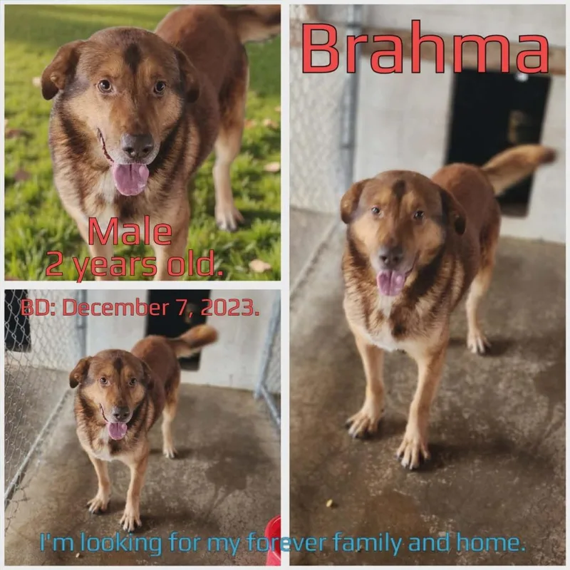 Brahma thumbnail 3
