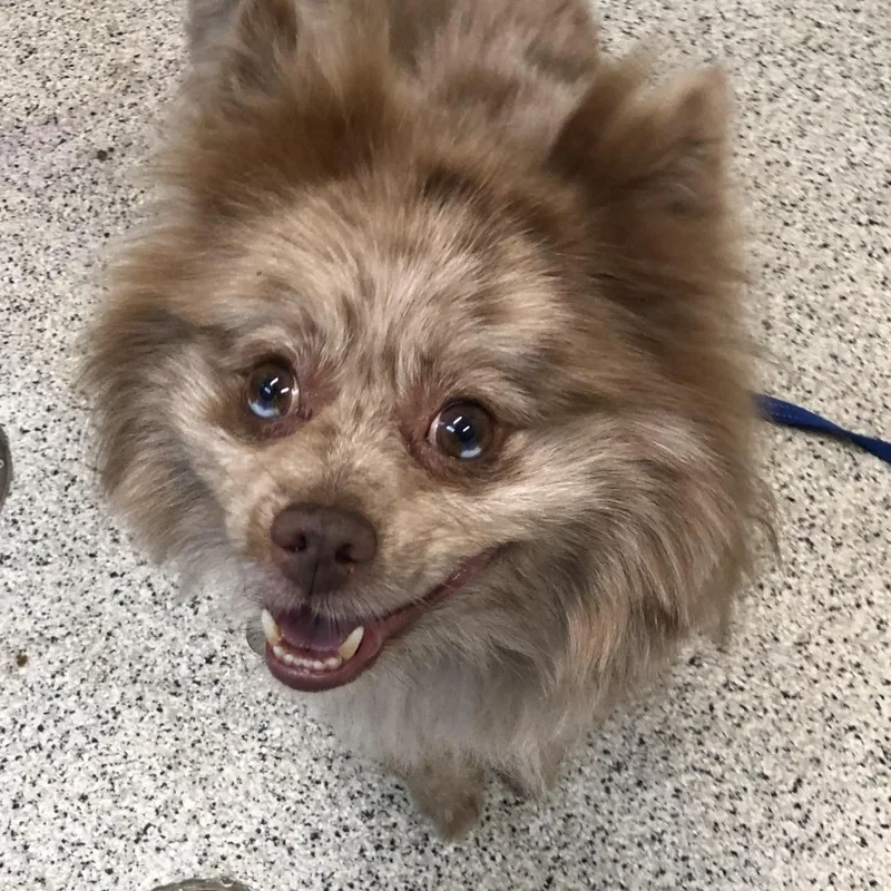 An adult small-sized male Brown / Chocolate Pomeranian dog named BowWow for adoption in Oak Park, IL