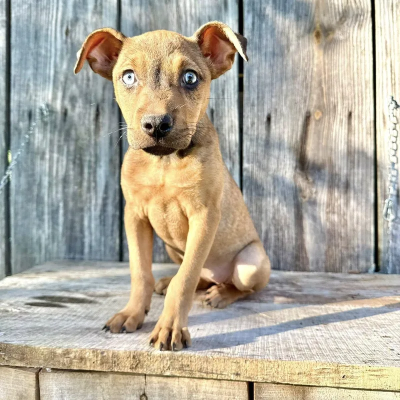 A young medium-sized female Tricolor (Brown, Black, & White) Mixed Breed dog named Kimber for adoption in Winnfield, LA