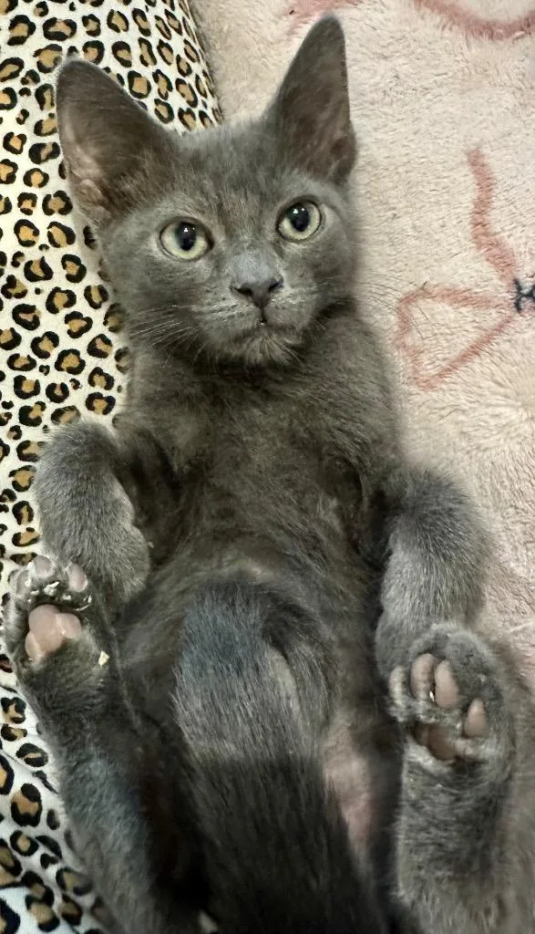 A baby medium-sized male Domestic Short Hair cat named Billy for adoption in Rice Lake, WI