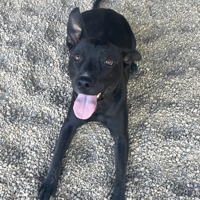 A young medium-sized female Black Labrador Retriever dog named Zeandra for adoption in Lacon, IL