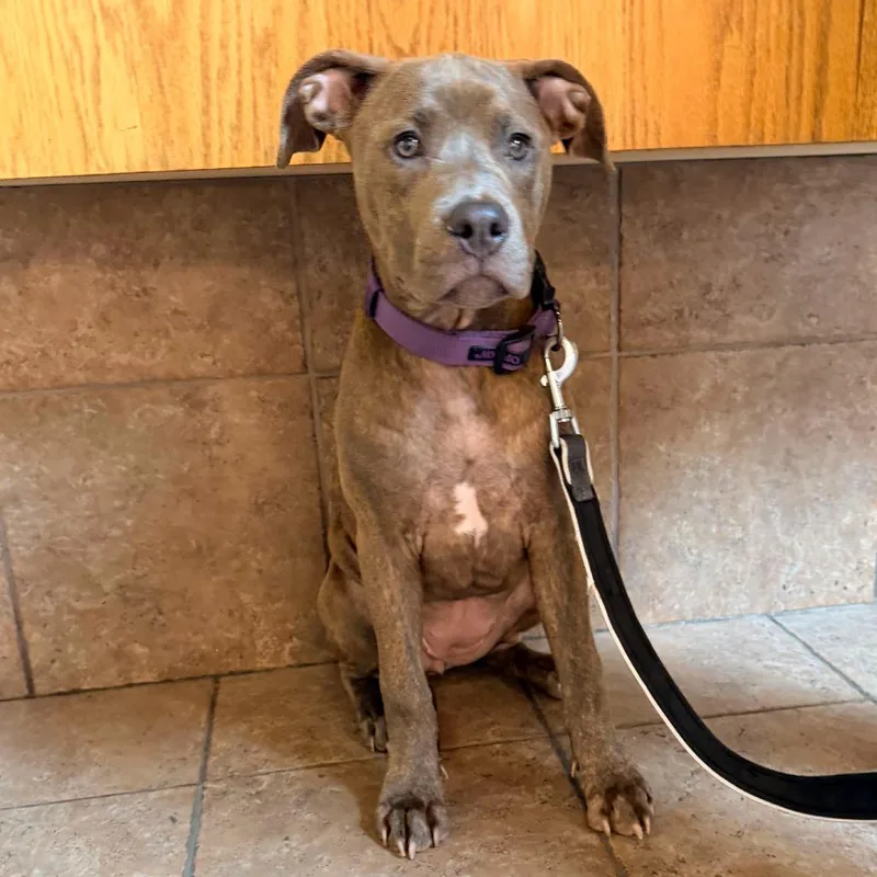 A young medium-sized female Pit Bull Terrier dog named MONTStray for adoption in Perkiomenville, PA