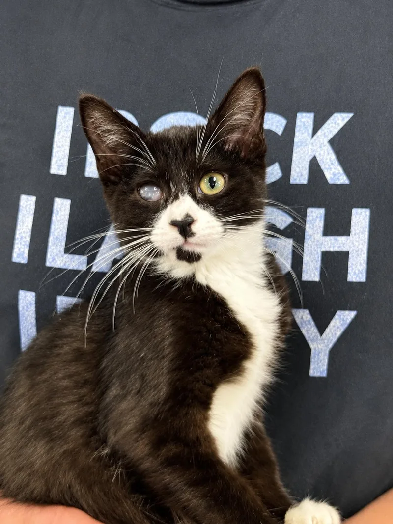 A baby medium-sized male Black & White / Tuxedo Tuxedo cat named Milano for adoption in Saginaw, MI