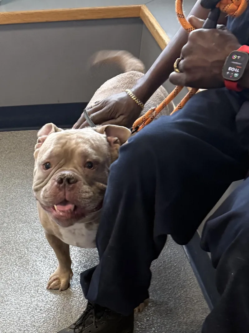 A young medium-sized male Yellow / Tan / Blond / Fawn Bulldog dog named Seymour for adoption in Yonkers, NY