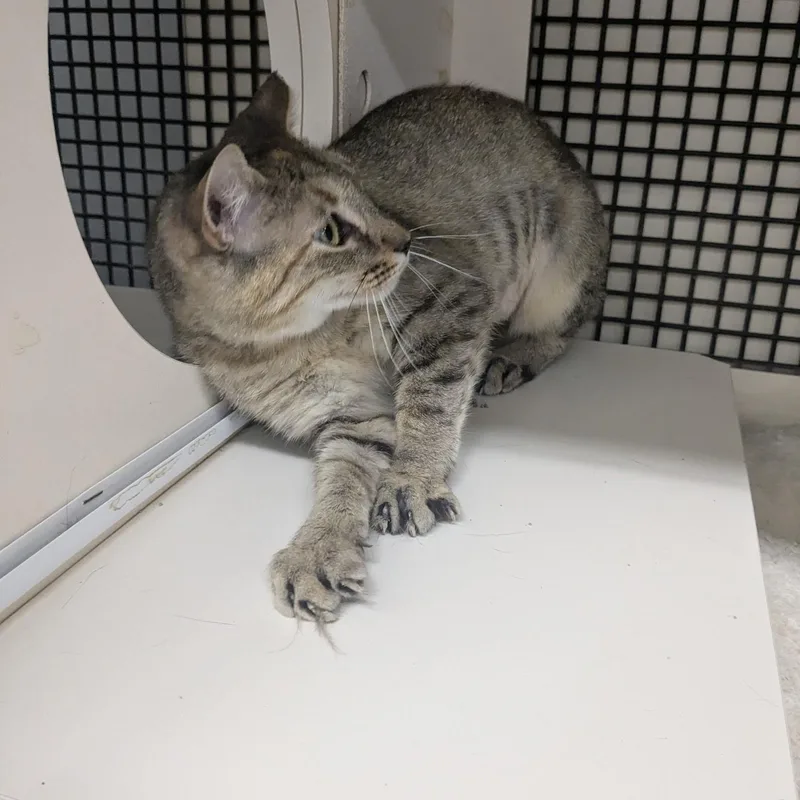 A young medium-sized female Domestic Short Hair cat named Summer for adoption in Easley, SC