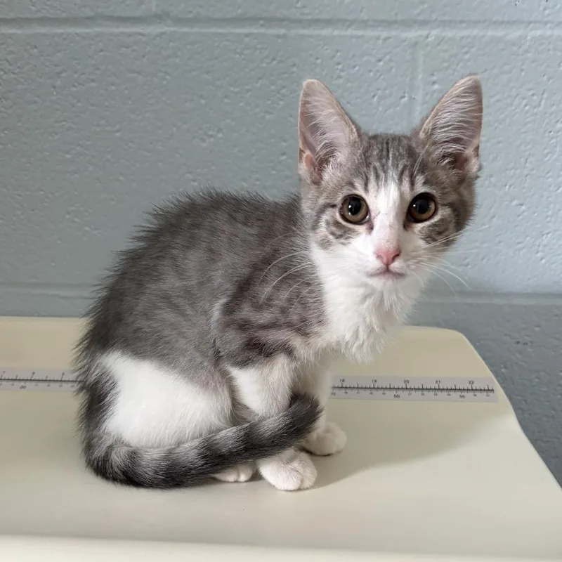 A baby small-sized female White Domestic Short Hair cat named Hubcap for adoption in Carencro, LA