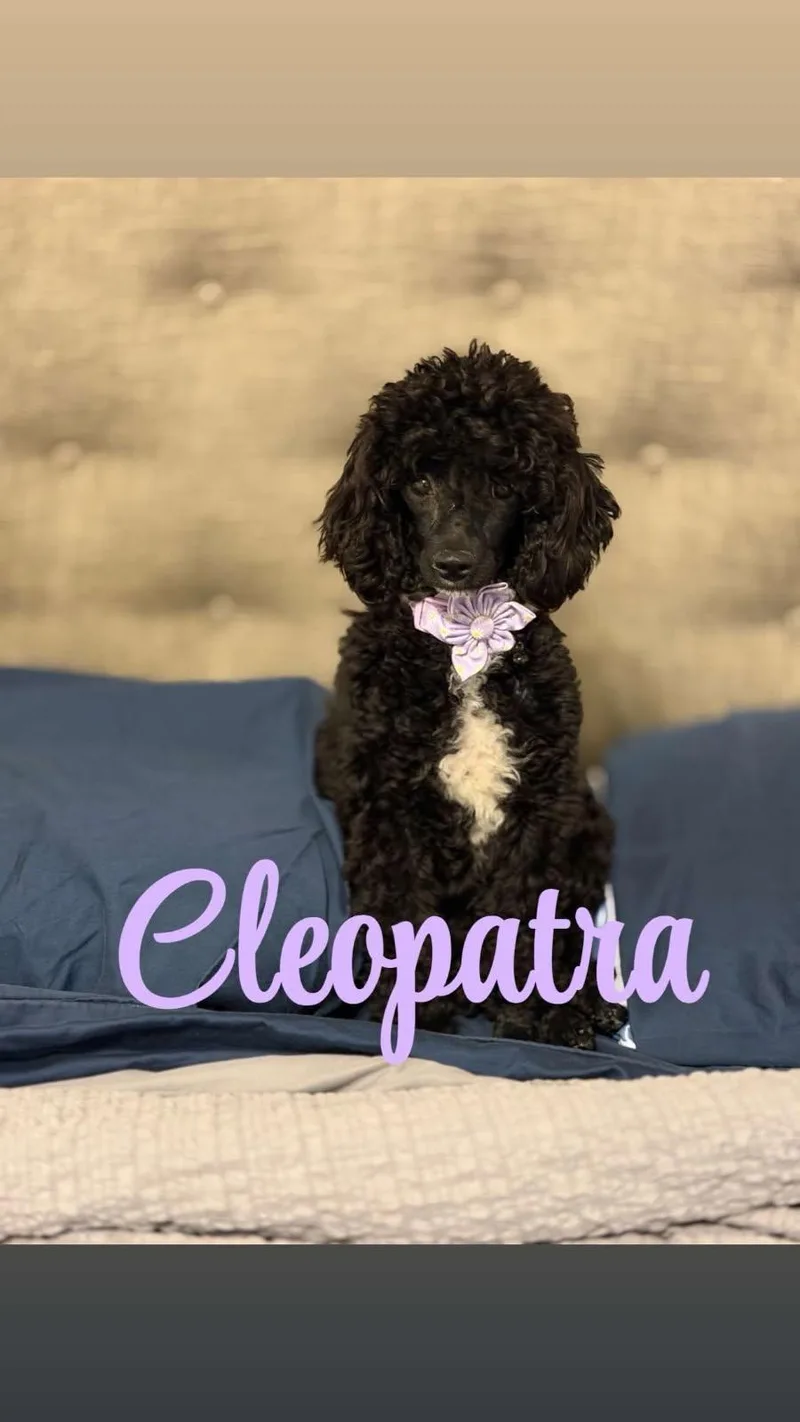 Cleopatra