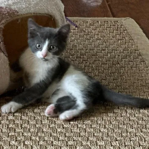 A baby medium-sized male Gray & White Domestic Short Hair cat named Guava for adoption in West Jefferson, OH