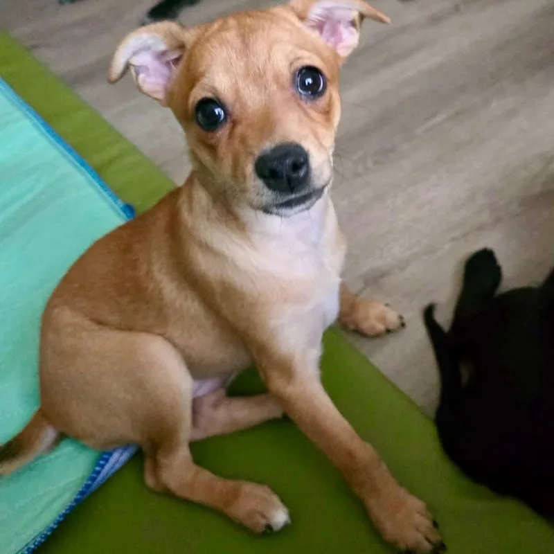 A baby small-sized female Chihuahua dog named Kiwi for adoption in Las Vegas, NV