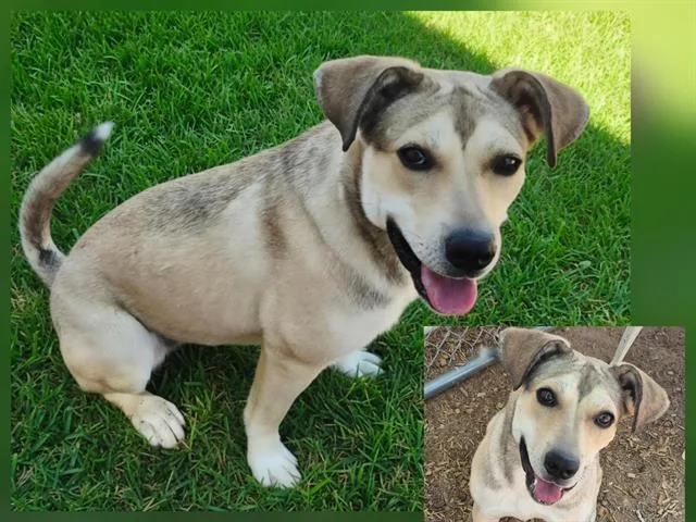 A young medium-sized female Pit Bull Terrier dog named Crisp for adoption in Albuquerque, NM
