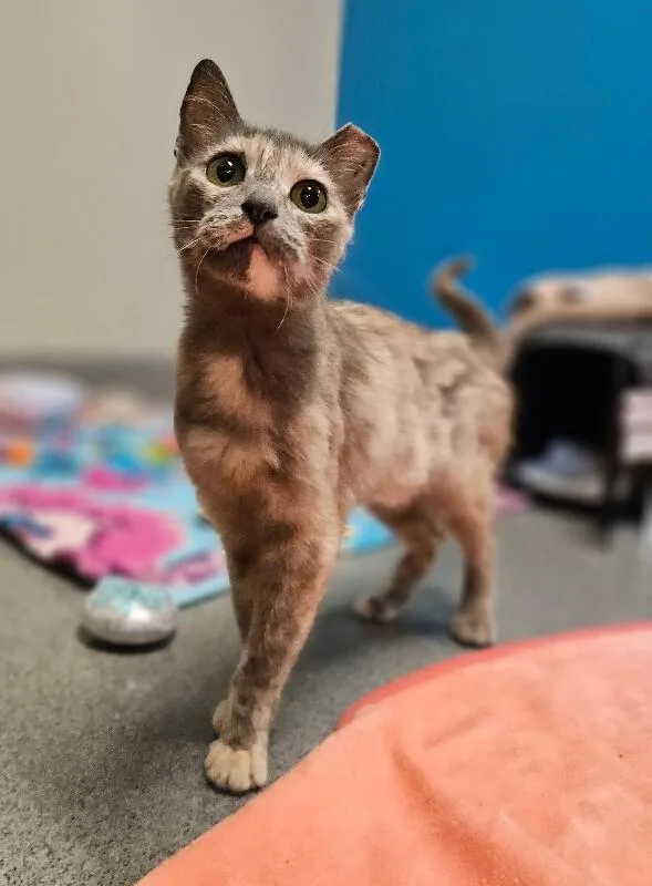 An adult medium-sized female Tortoiseshell Domestic Short Hair cat named Munchies for adoption in Fort Collins, CO