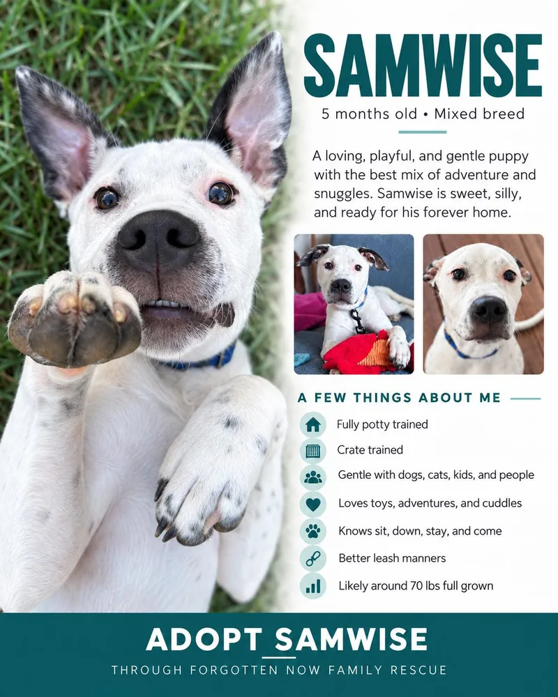 A young large-sized male Mixed Breed dog named Samwise for adoption in Cornelius, NC