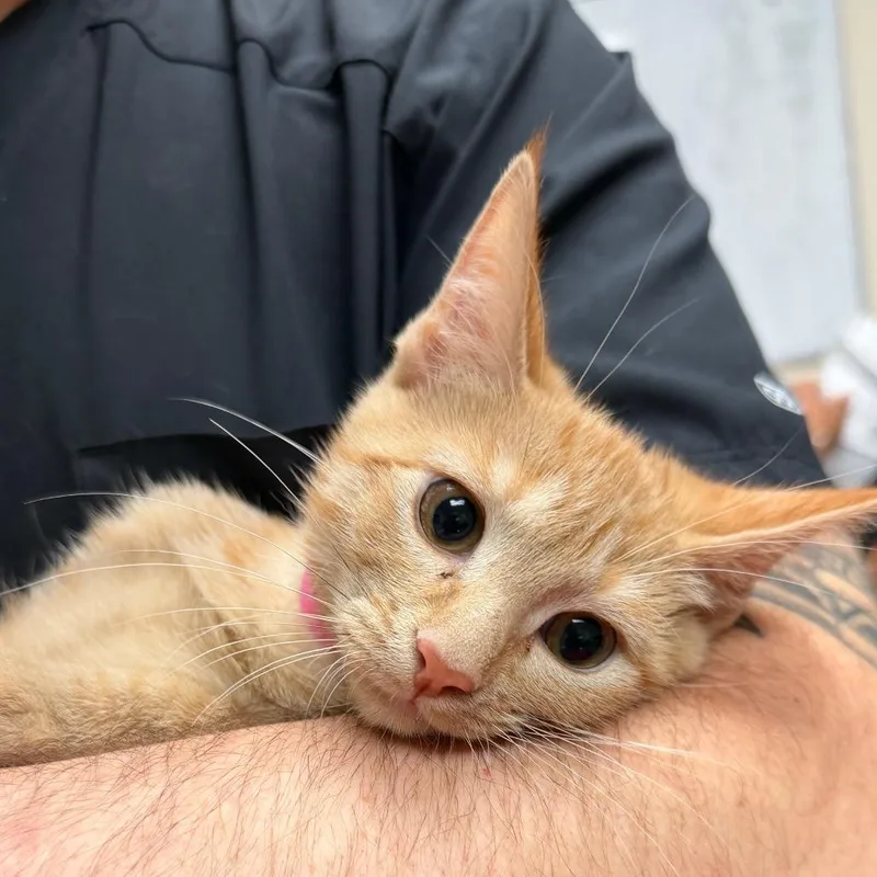 A baby small-sized female Orange / Red Domestic Short Hair cat named Jaylin for adoption in Lakeland, FL