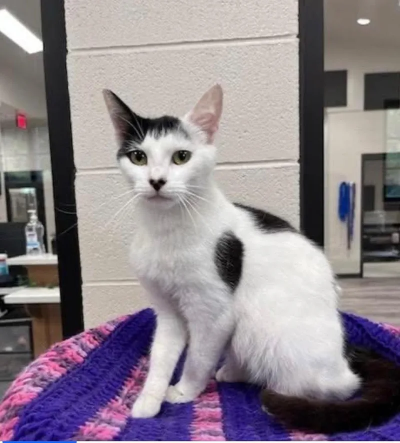 A young large-sized female Domestic Medium Hair cat named Naomi for adoption in Dalton, GA