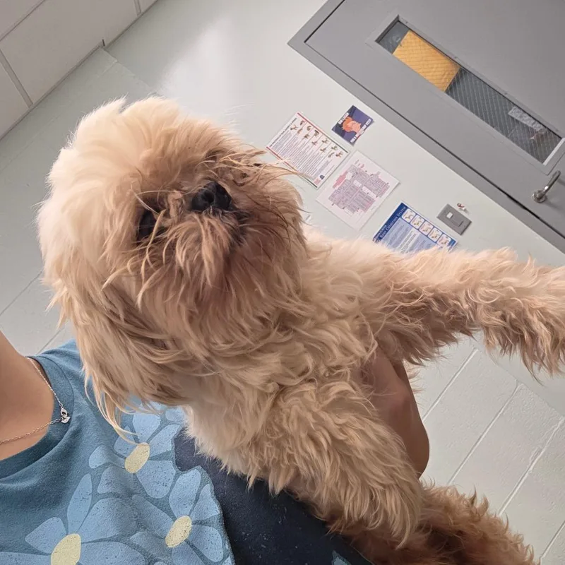 A senior small-sized female White / Cream Shih Tzu dog named Bonnie for adoption in Chattanooga, TN