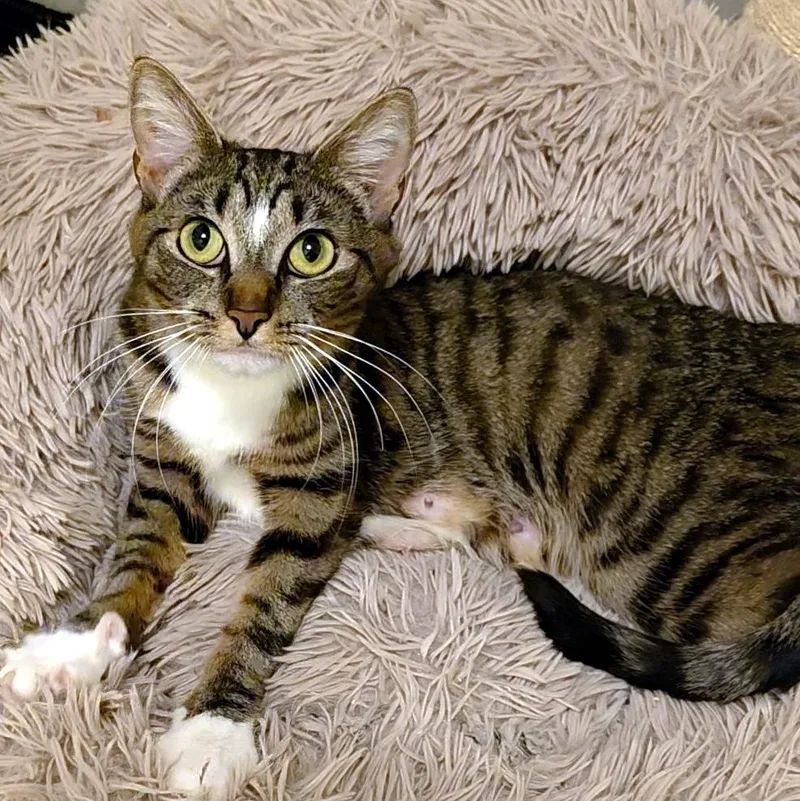 A baby medium-sized female Tabby (Brown / Chocolate) Domestic Short Hair cat named Diamond for adoption in Pittsburgh, PA
