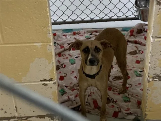 A young small-sized female German Shepherd Dog dog named Star for adoption in Tulsa, OK