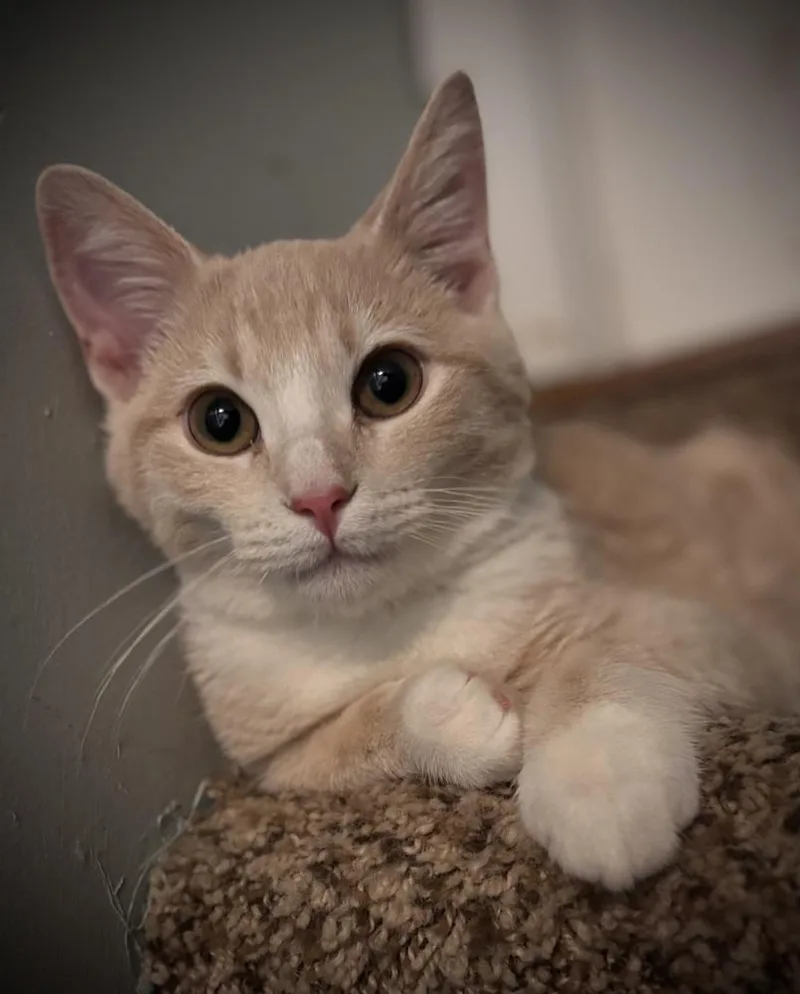 A baby small-sized male Domestic Short Hair cat named Cheddar Jack for adoption in Omaha, NE