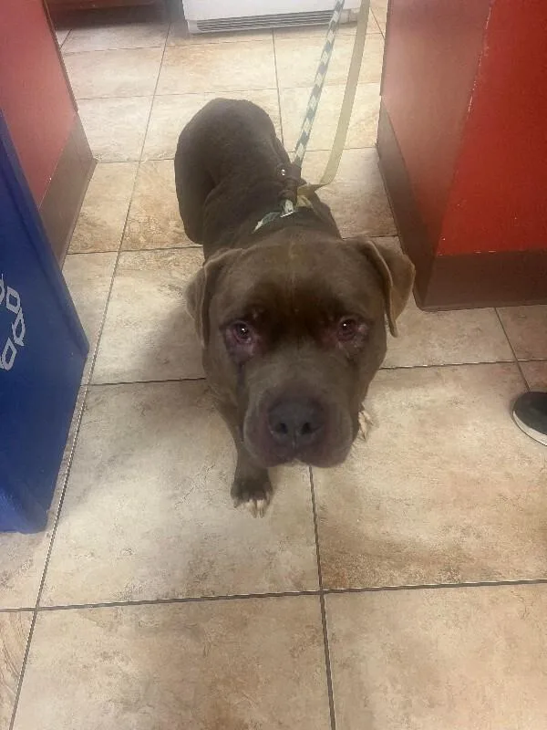 An adult large-sized female Gray / Blue / Silver Mixed Breed dog named Evergreen for adoption in Cincinnati, OH