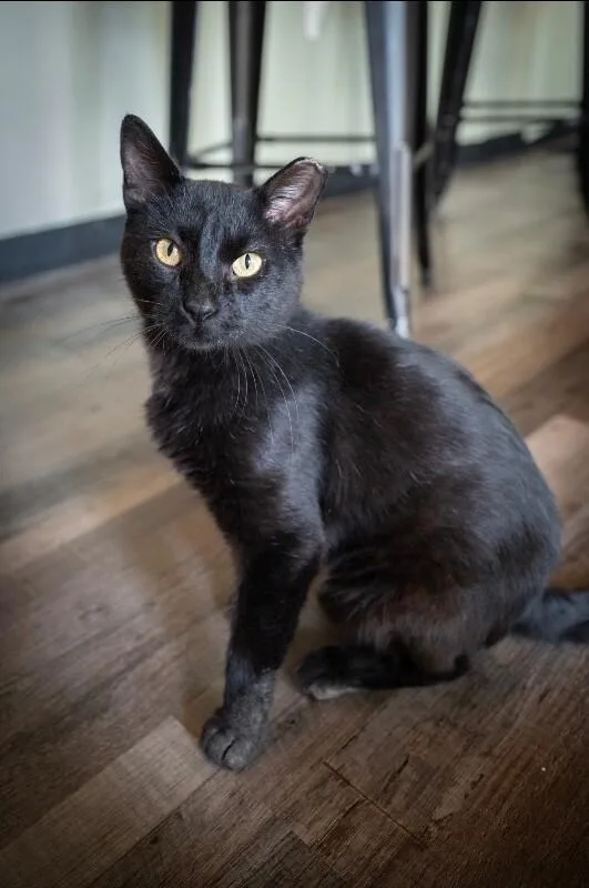 An adult medium-sized male Black Domestic Short Hair cat named Hector for adoption in Grand Rapids, MI
