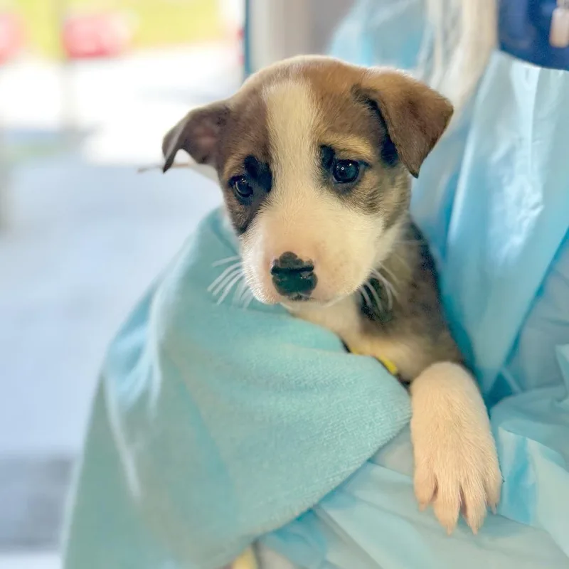 A baby medium-sized male Brown / Chocolate Mixed Breed dog named Zion for adoption in Hendersonville, NC