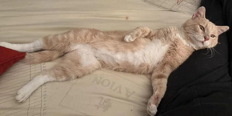 An adult large-sized male Domestic Short Hair cat named Kenny Rogers for adoption in Kansas City, MO