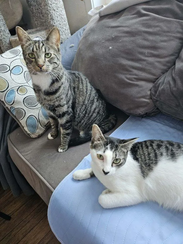 A baby medium-sized male Tabby (Gray / Blue / Silver) Domestic Short Hair cat named Phantom And Turvy for adoption in Anchorage, AK