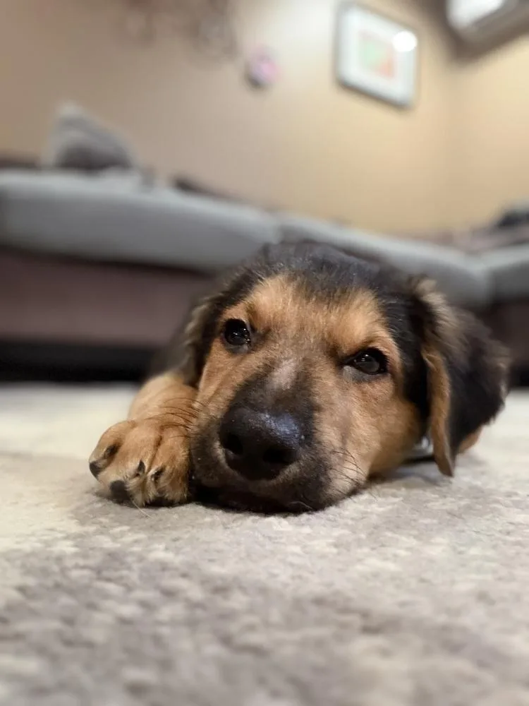 A baby medium-sized male Brown / Chocolate Retriever dog named Brandon for adoption in Valley Stream, NY