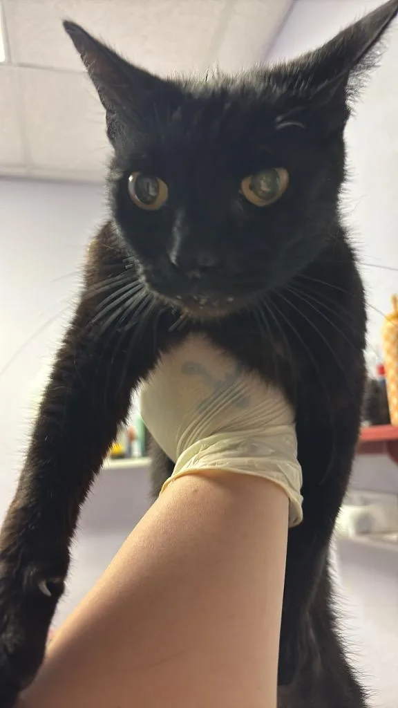 An adult medium-sized male Domestic Short Hair cat named Kittay for adoption in New Braunfels, TX