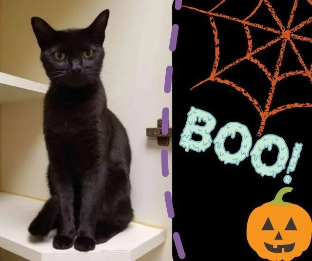 Kittay thumbnail 6