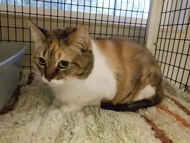 A senior small-sized female Domestic Short Hair cat named Loafer for adoption in Oroville, CA