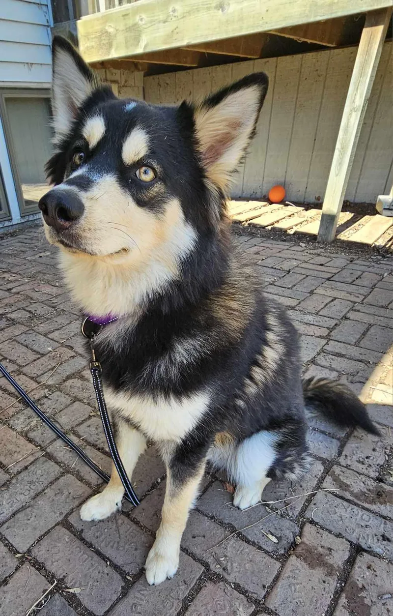 Shadow Ben thumbnail 2