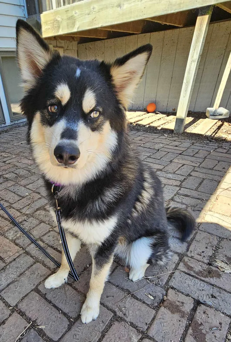 Shadow Ben thumbnail 3