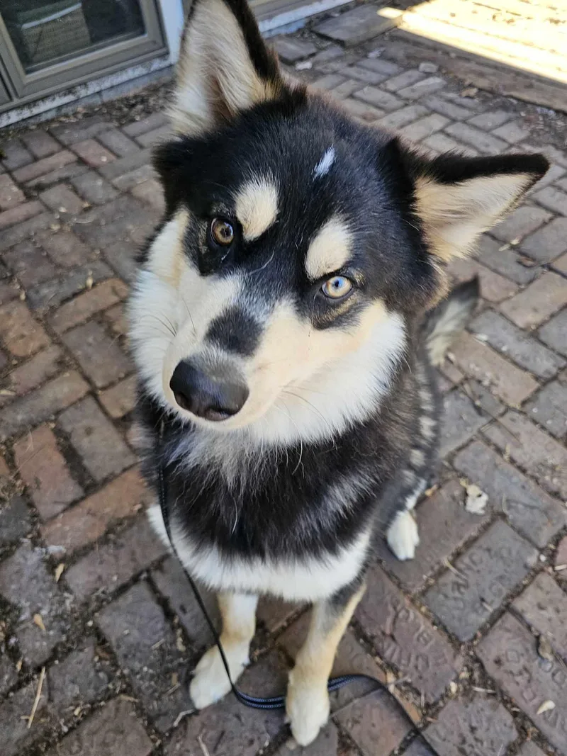 Shadow Ben thumbnail 4