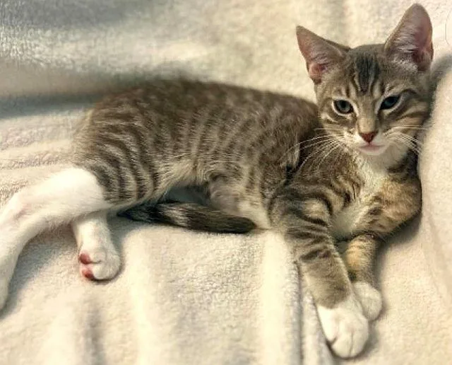 A baby medium-sized male Gray & White Domestic Short Hair cat named Levi for adoption in Powder Springs, GA