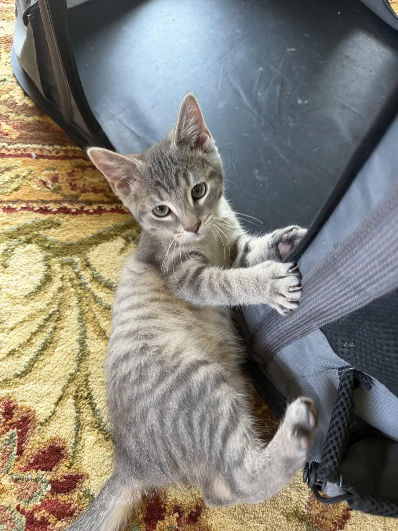 A baby small-sized male Tabby (Gray / Blue / Silver) Domestic Short Hair cat named Louis for adoption in Kenosha, WI