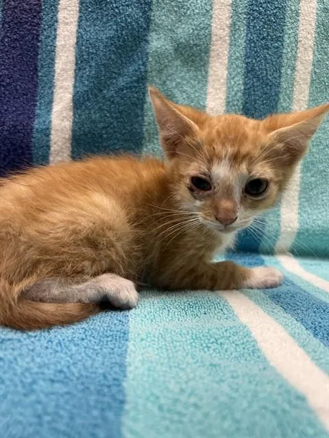 A baby small-sized male Domestic Short Hair cat named Nemo for adoption in Ontario, CA