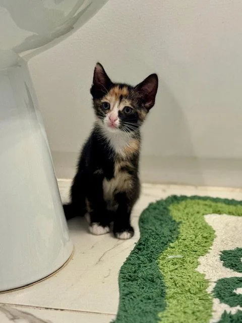 A baby small-sized female Domestic Short Hair cat named Paris for adoption in Philadelphia, PA