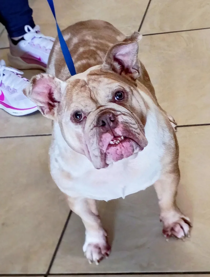 An adult medium-sized female Bulldog dog named Peaches for adoption