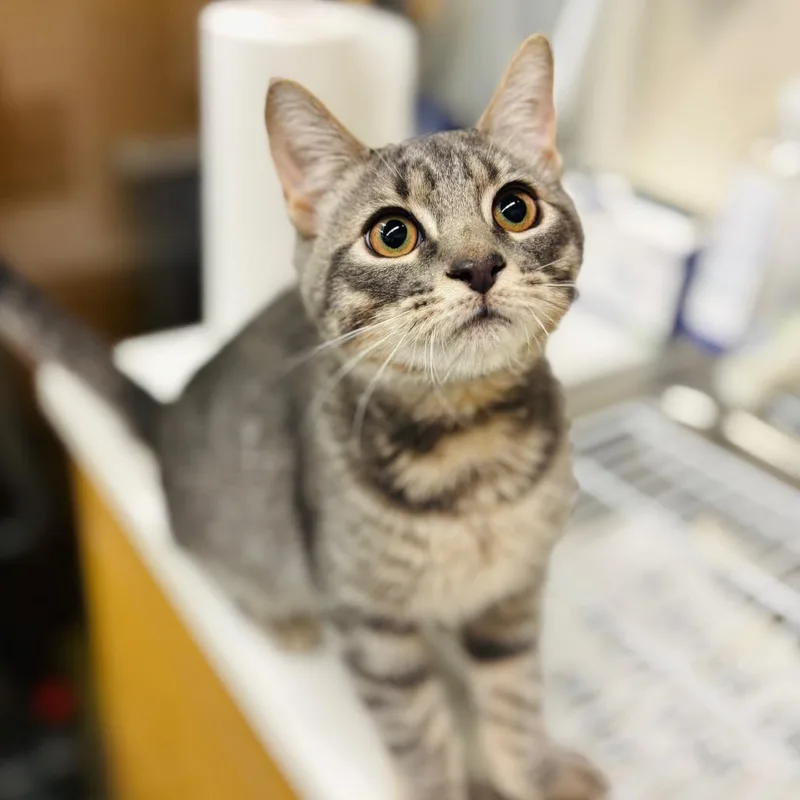 A young small-sized male Gray / Blue / Silver Domestic Short Hair cat named Skip for adoption in Woodbury, NJ