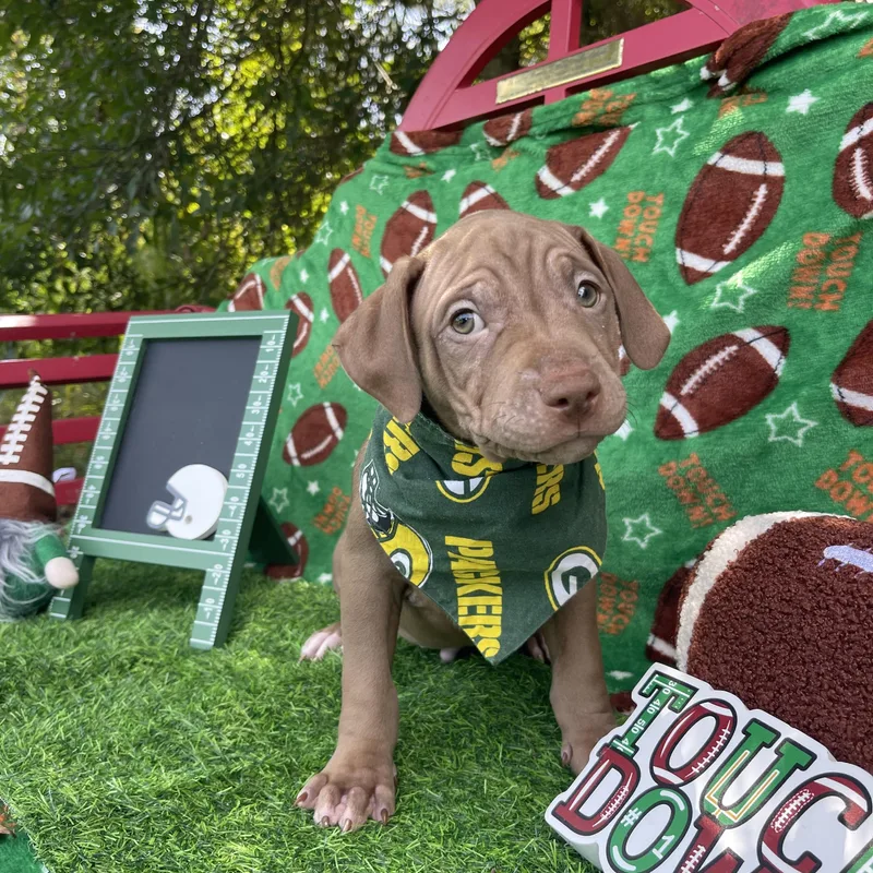 A baby medium-sized male American Staffordshire Terrier dog named Musketeer for adoption in Sebring, FL