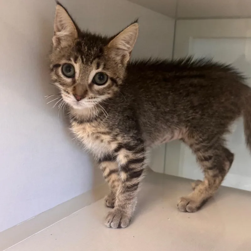 A baby small-sized female Brown / Chocolate Domestic Short Hair cat named Beach Ball for adoption in Wheeling, IL