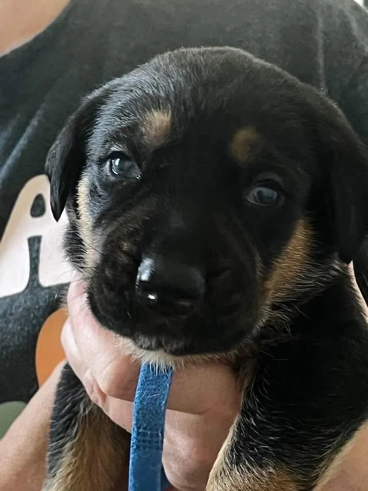 A baby large-sized male Rottweiler dog named Gemstone Puppies Male for adoption in Mooresville, NC